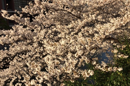 桜の写真