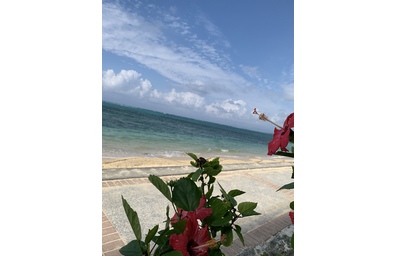 海